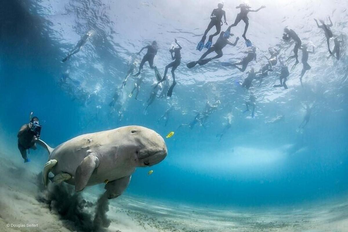 un gruppo di persone che nuotano nell'acqua con una balena