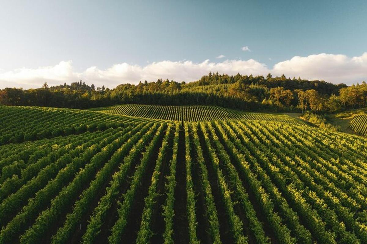 una vista aerea di un grande campo verde di colture