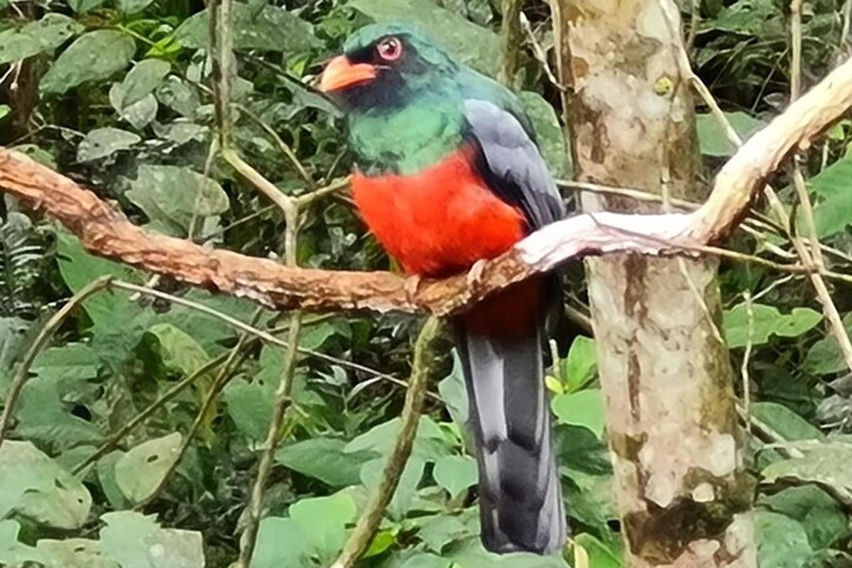 burung berwarna-warni duduk di atas dahan pokok