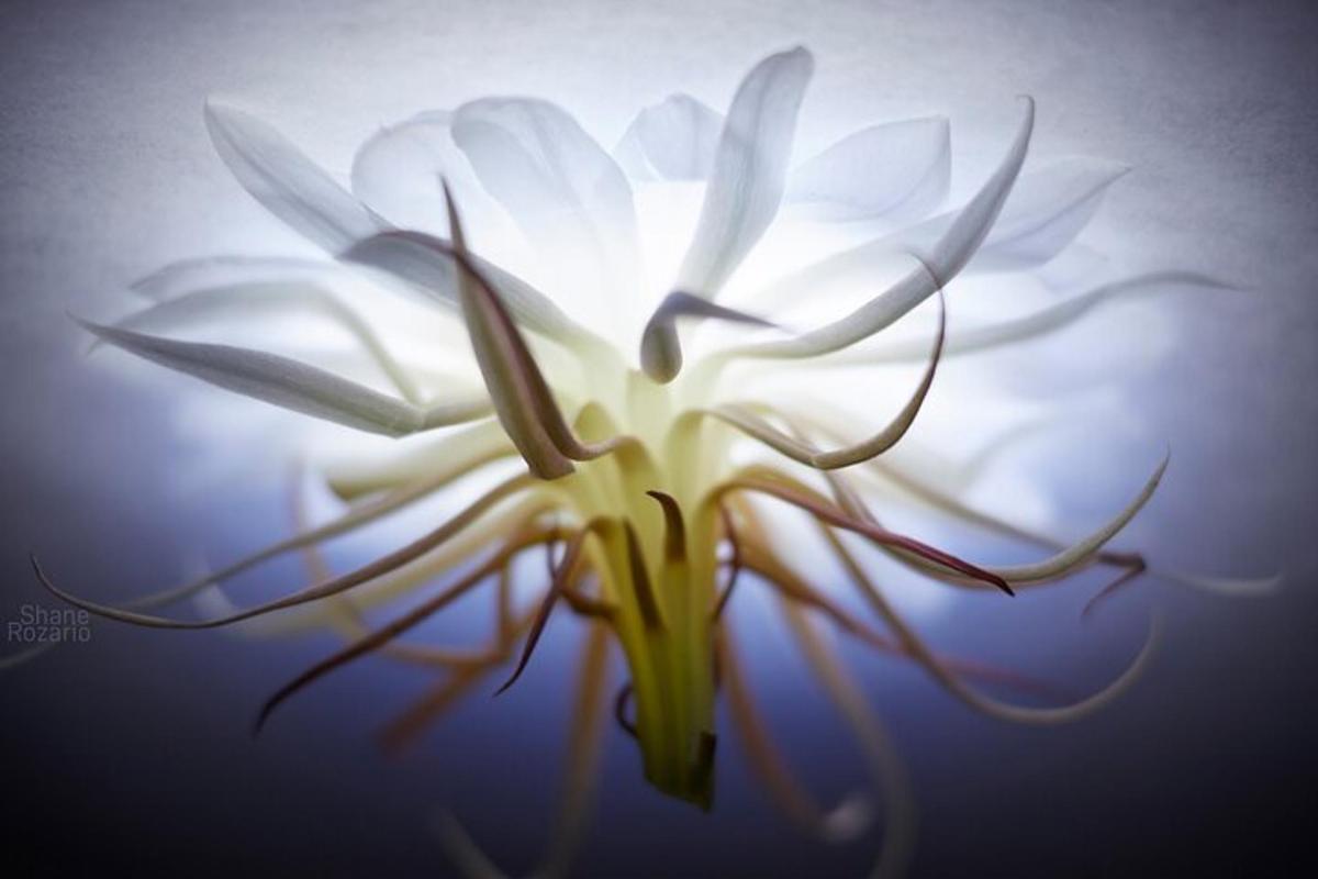un primo piano di un fiore bianco