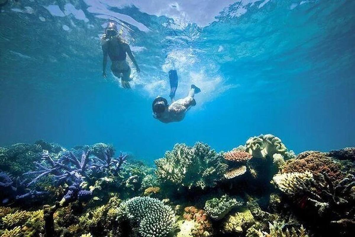 dua orang berenang di lautan di atas terumbu karang