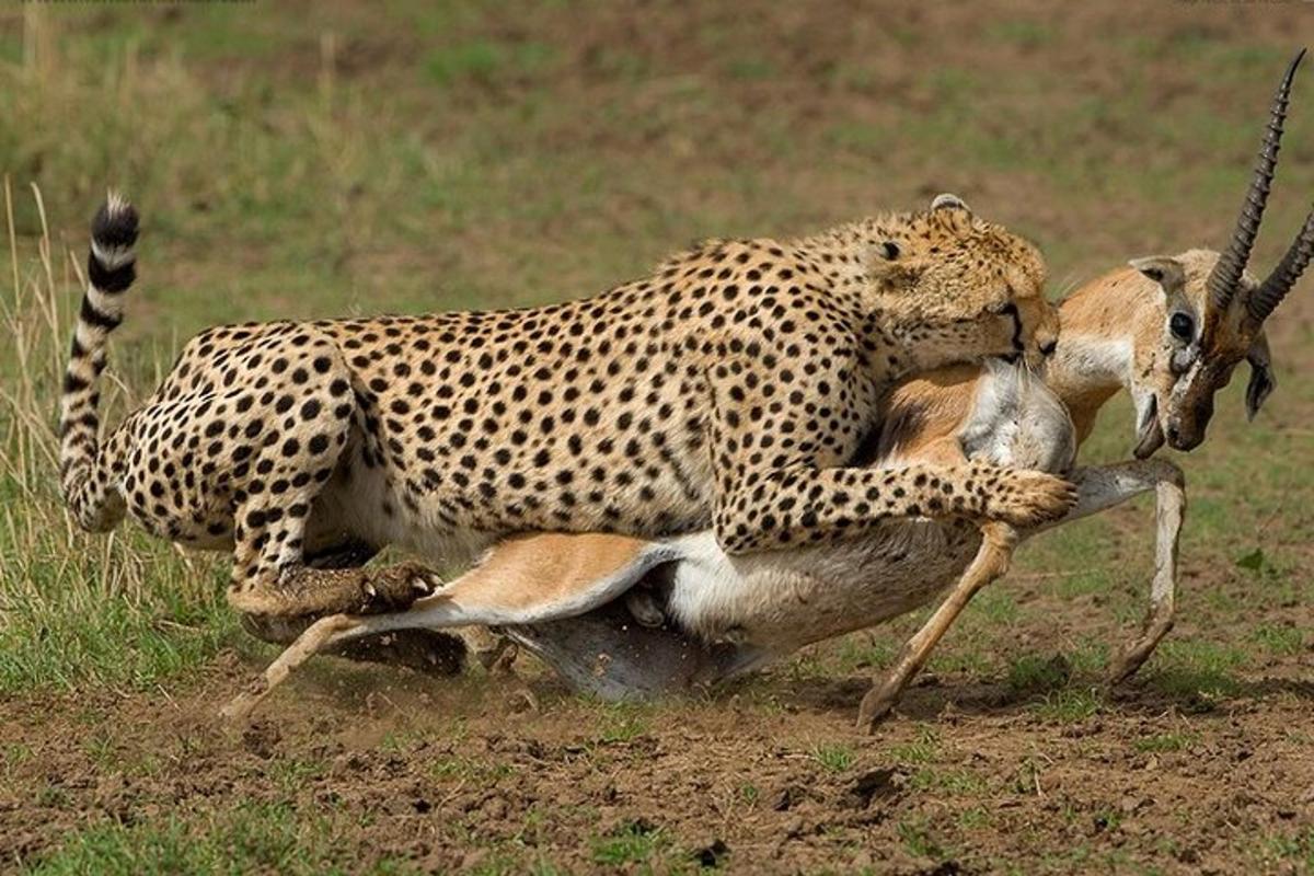 en gepard som leker med en gaselle i et felt