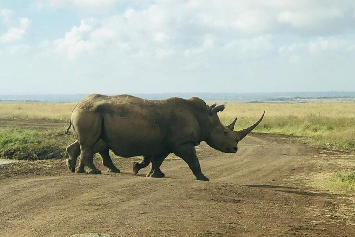 a rhino and its baby crossing a dirt road