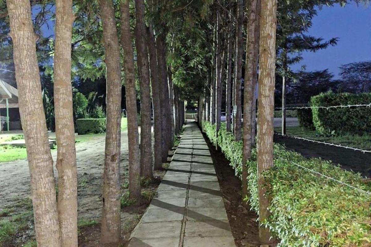 a sidewalk lined with palm trees in a park