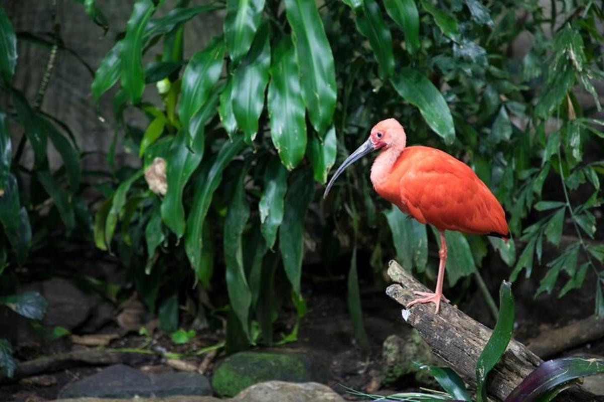 un pájaro rojo parado en la rama de un árbol