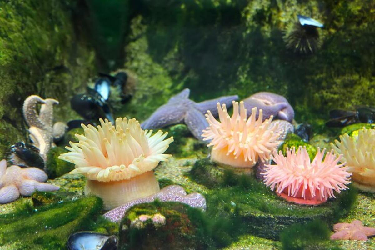 un grupo de hongos y otros organismos en un acuario