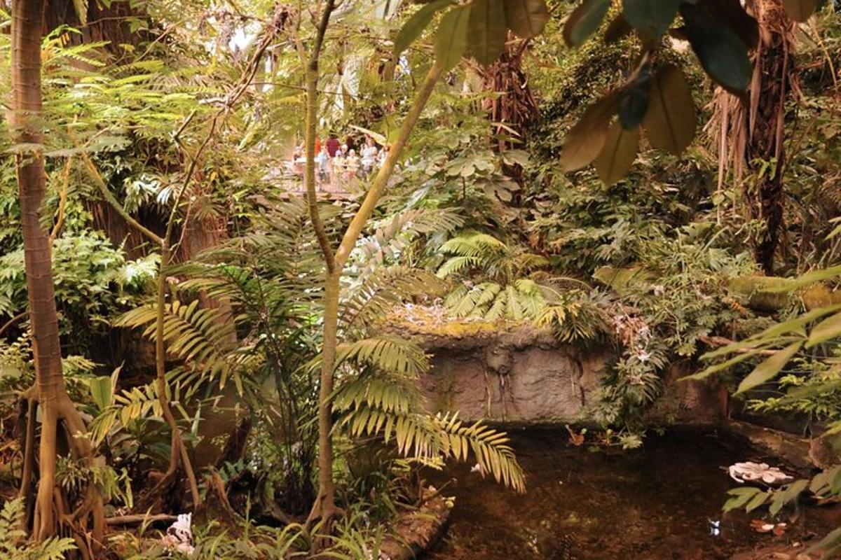 un bosque lleno de muchas plantas y árboles