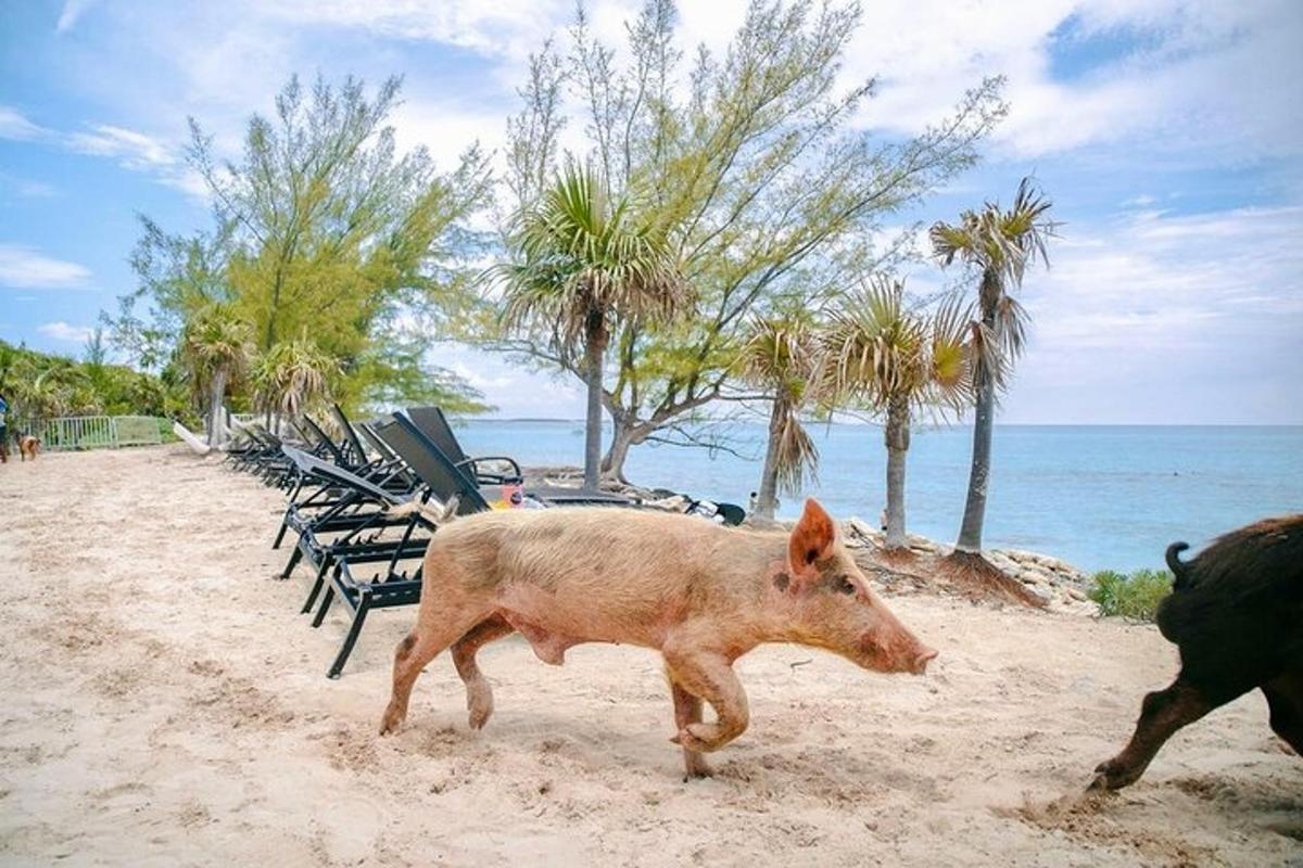 a pig walking on the beach near the ocean
