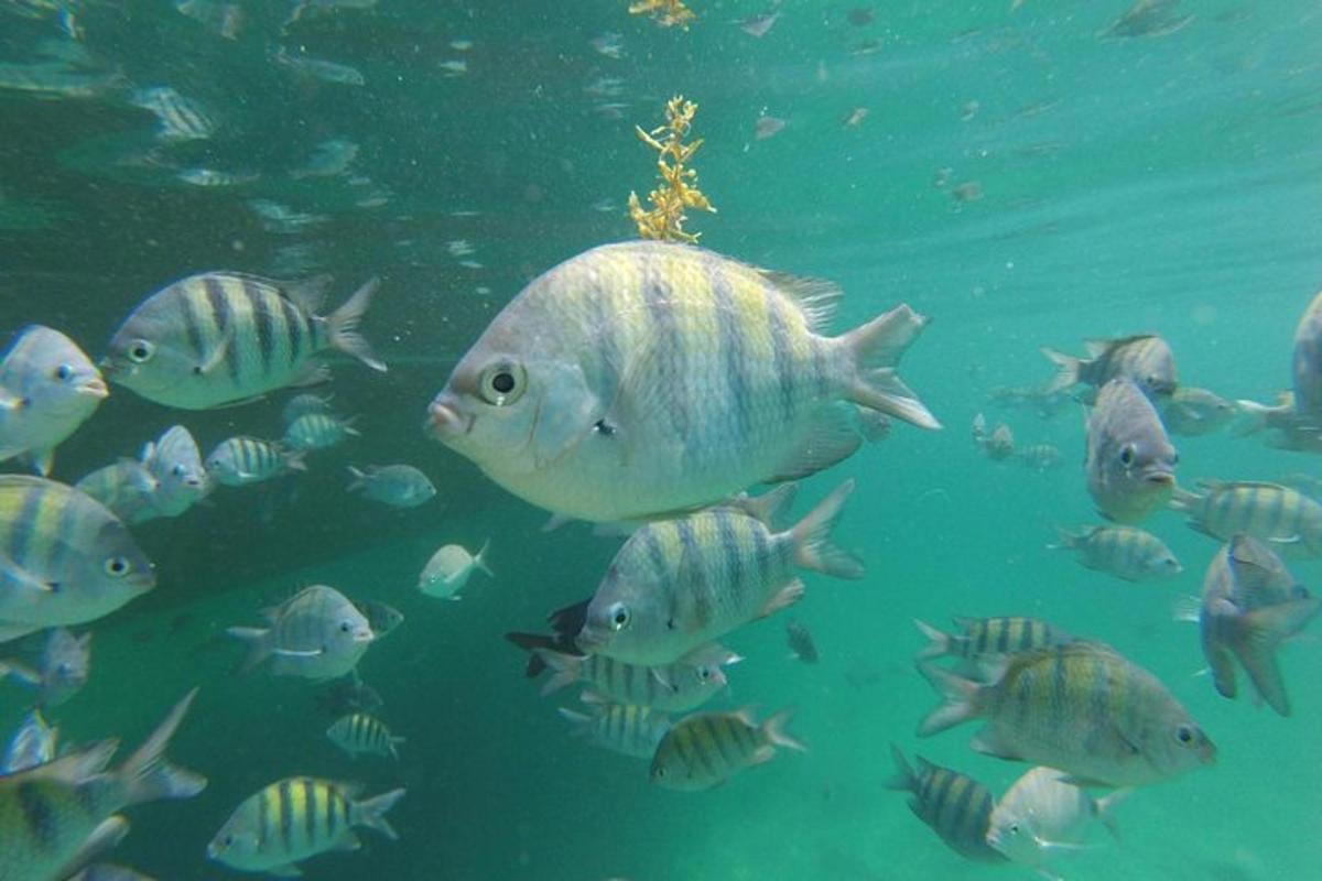 a group of fish swimming in the water
