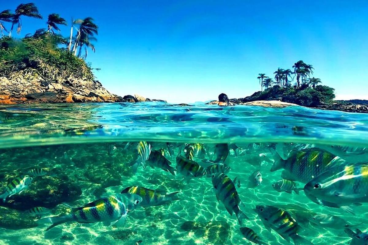 a group of fish swimming in the water near a beach