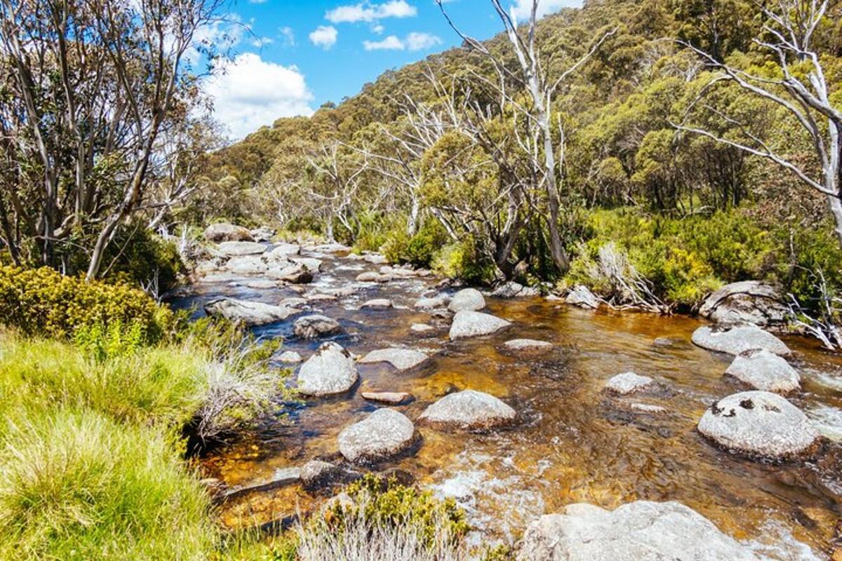 a stream of water with rocks in a forest