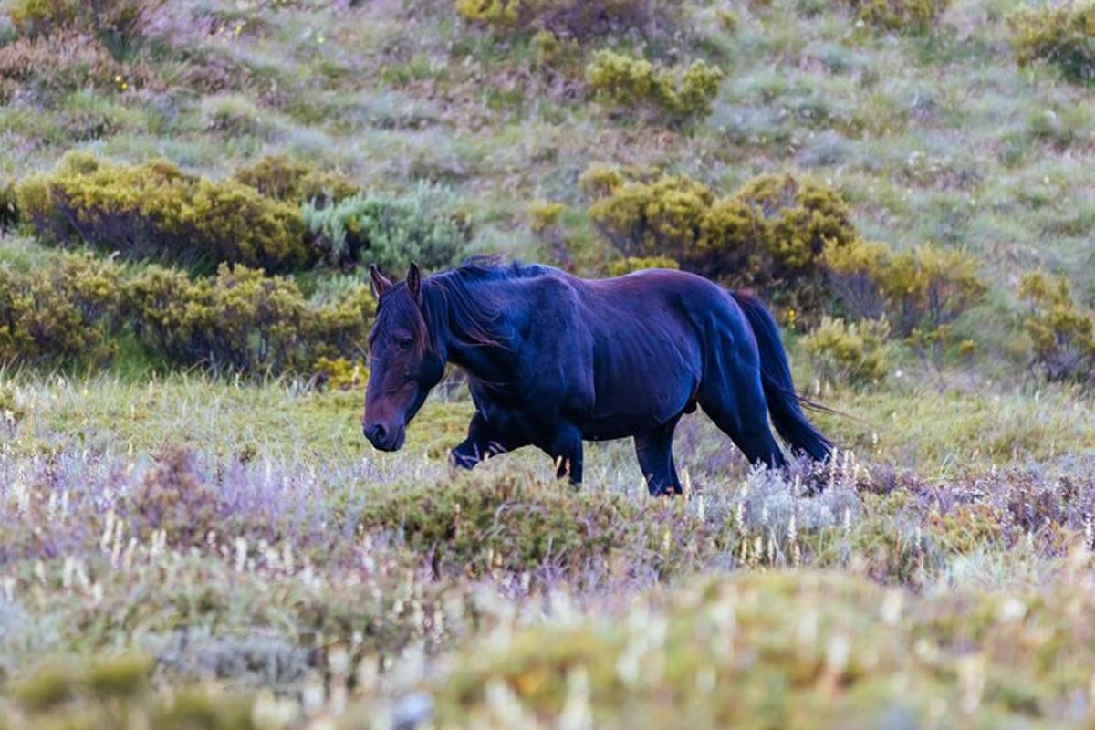 a black horse walking through a field of grass