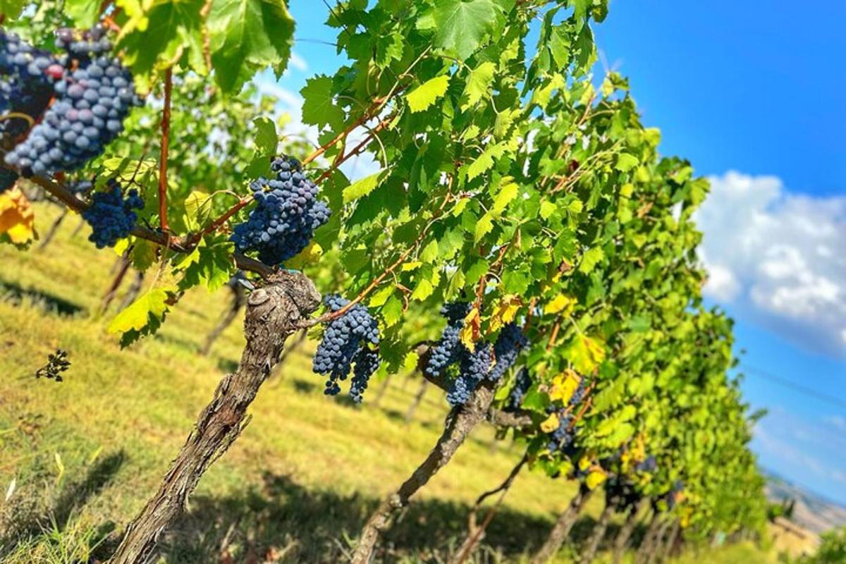un grappolo d'uva appeso a un albero