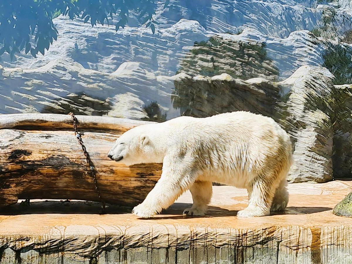 ľadový medveď kráčajúci po skale v zoo