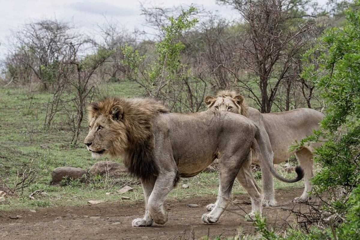 two lions walking on a dirt road