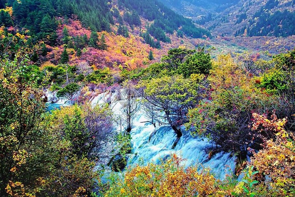 山谷中间有一条河，河里长满了树木