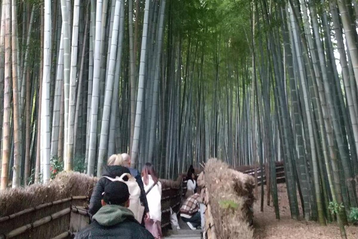 un gruppo di persone che camminano attraverso una foresta di bambù