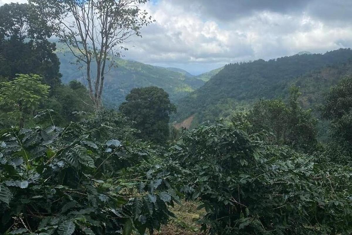 a view of a forest with mountains in the background