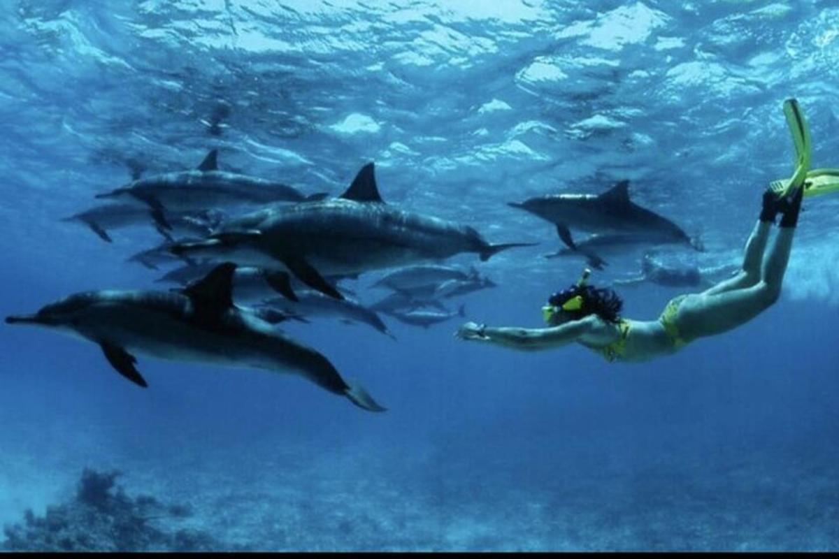 un hombre nadando con tiburones en el agua