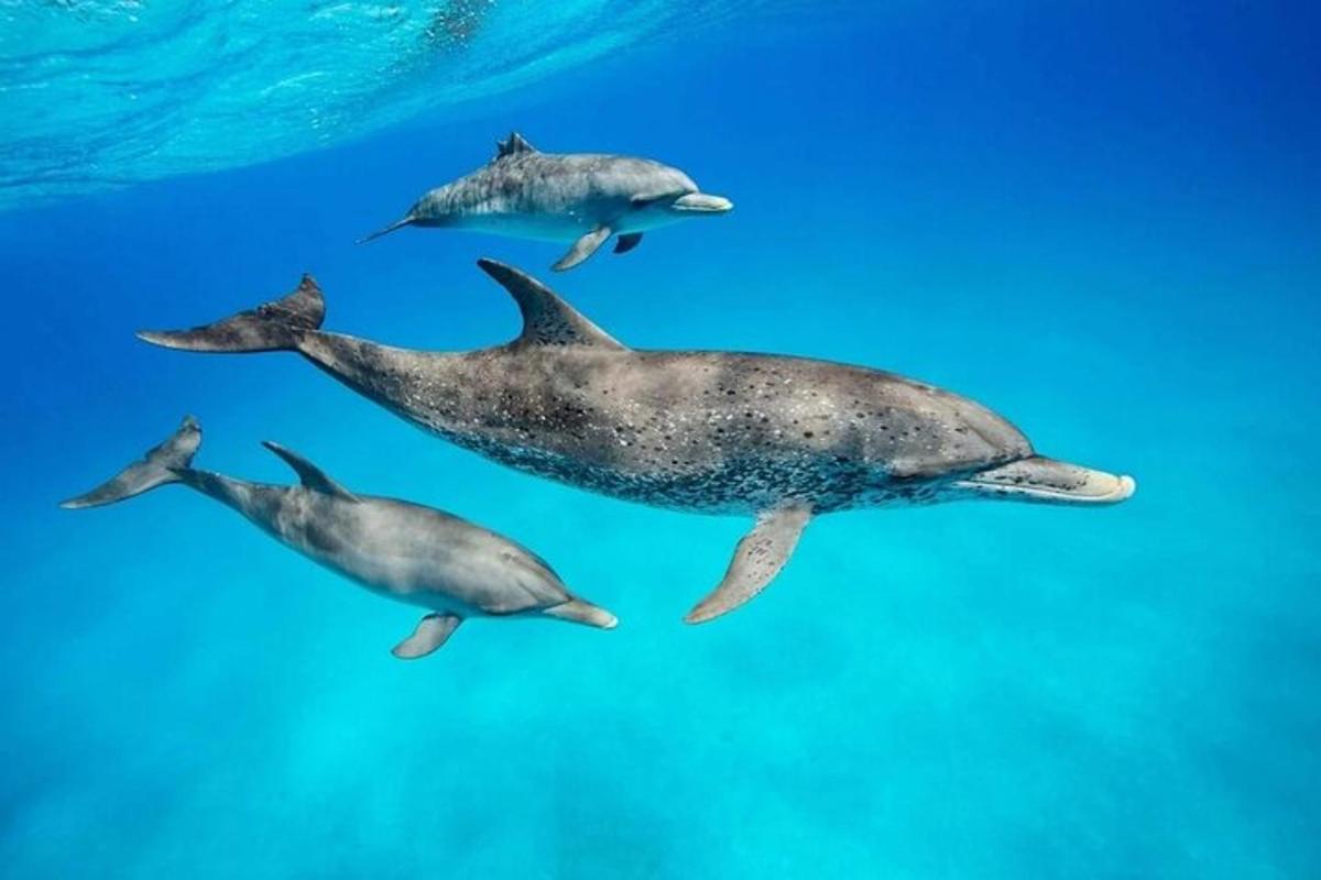 un grupo de delfines nadando en el agua