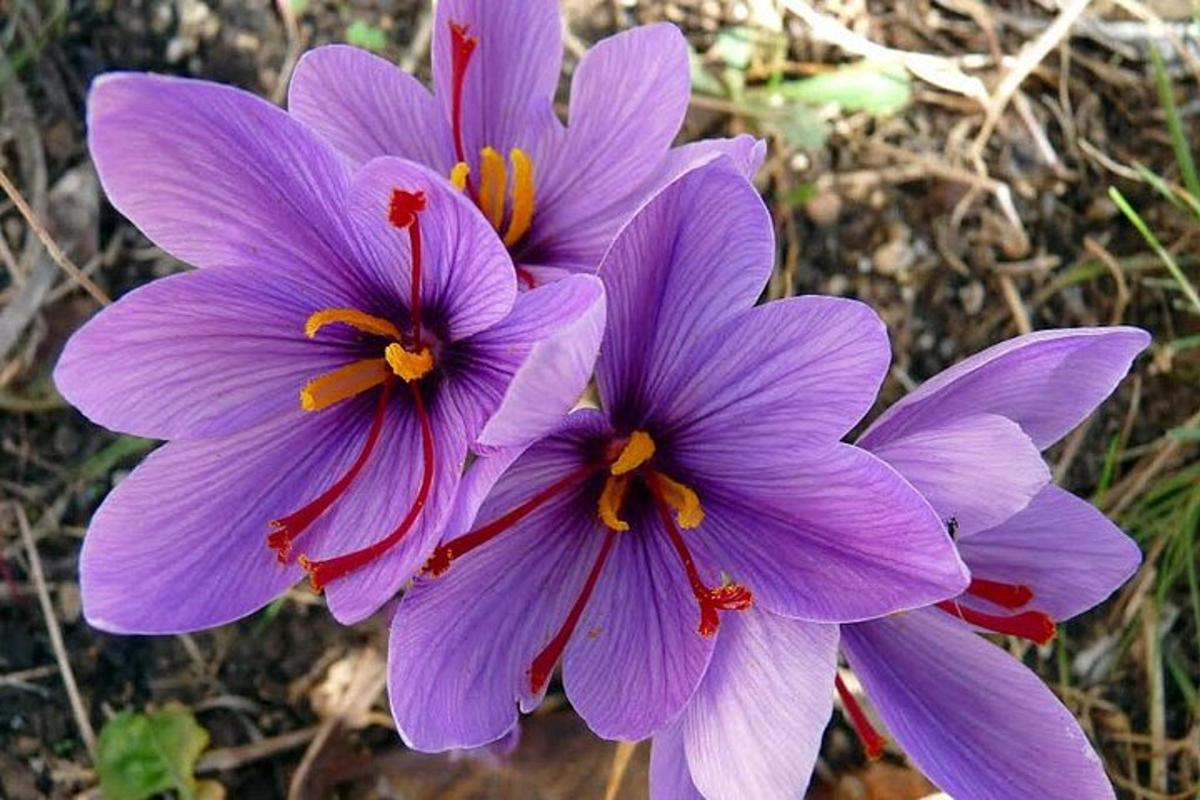 Un grupo de flores moradas en el suelo.