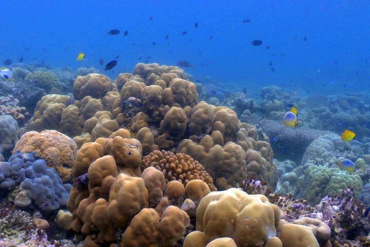 terumbu karang dengan ikan di lautan