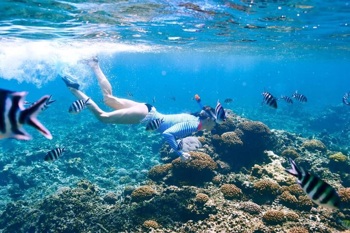 seseorang sedang berenang di lautan bersama ikan