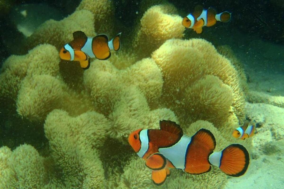un gruppo di pesci che nuotano nell'oceano