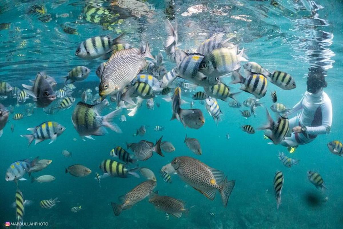 seseorang yang berenang di dalam air bersama sekumpulan ikan