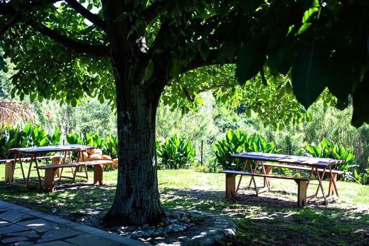 dues taules de pícnic sota un arbre en un parc