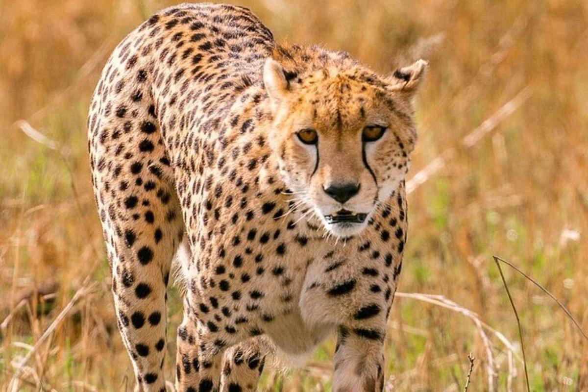 ein Gepard, der durch ein Feld mit hohem Gras läuft