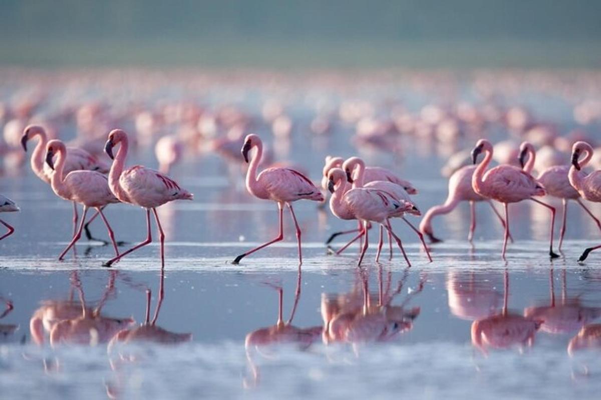 ein Schwarm rosa Flamingos, die im Wasser laufen
