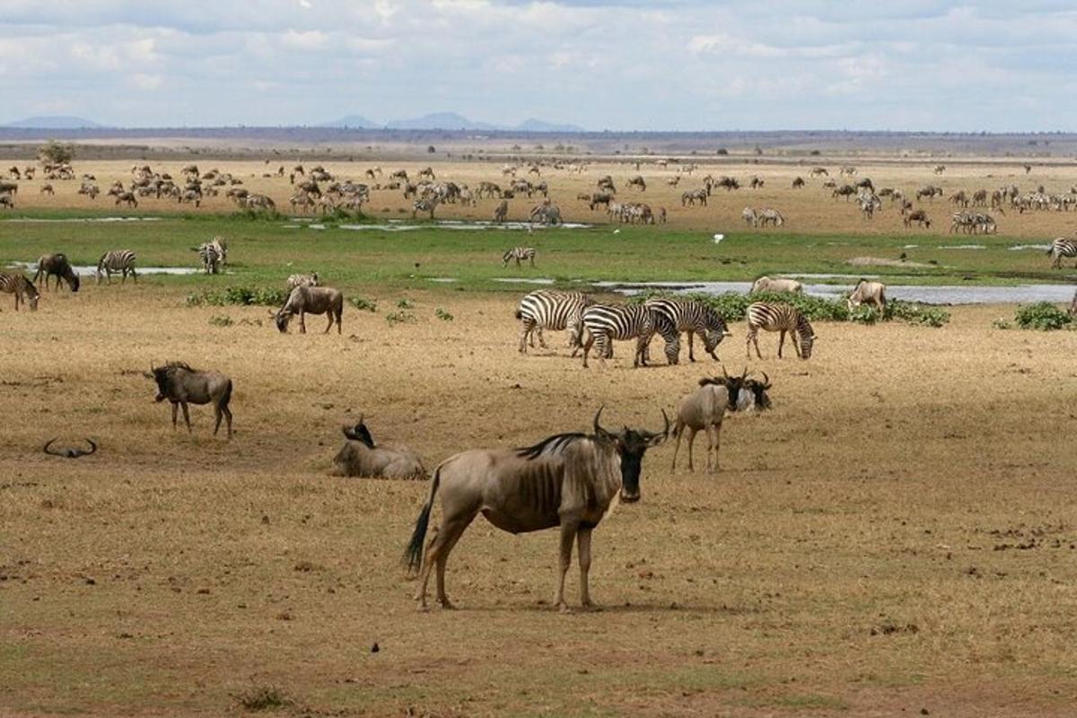 un ramat de zebres i altres animals en un camp
