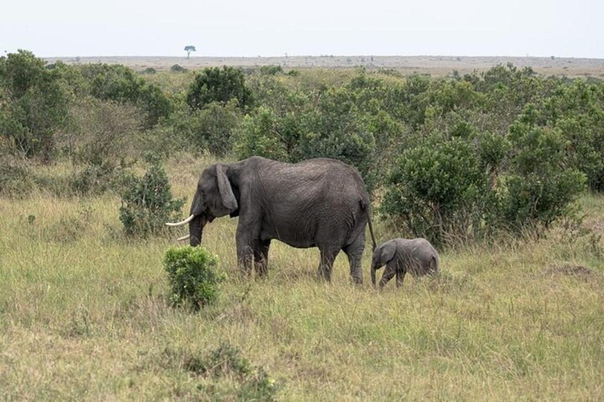 un elefant i un elefant petit dempeus en un camp