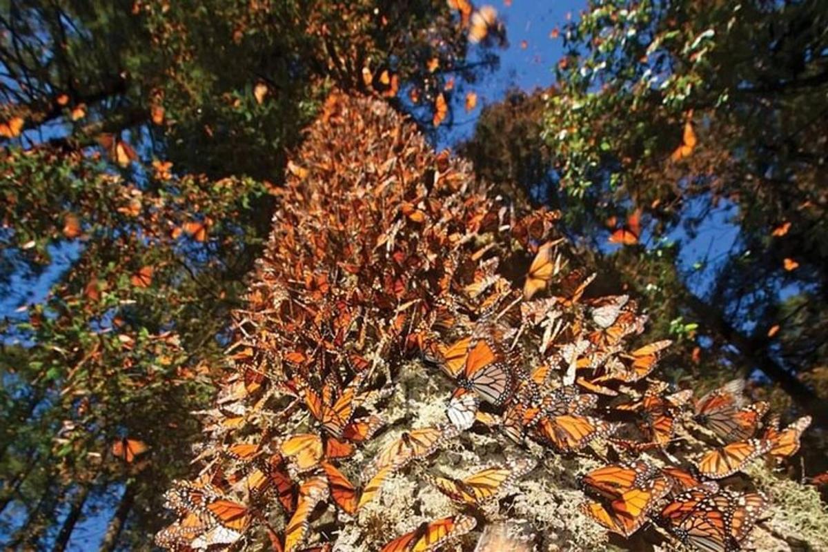 a group of butterflies sitting on top of a tree