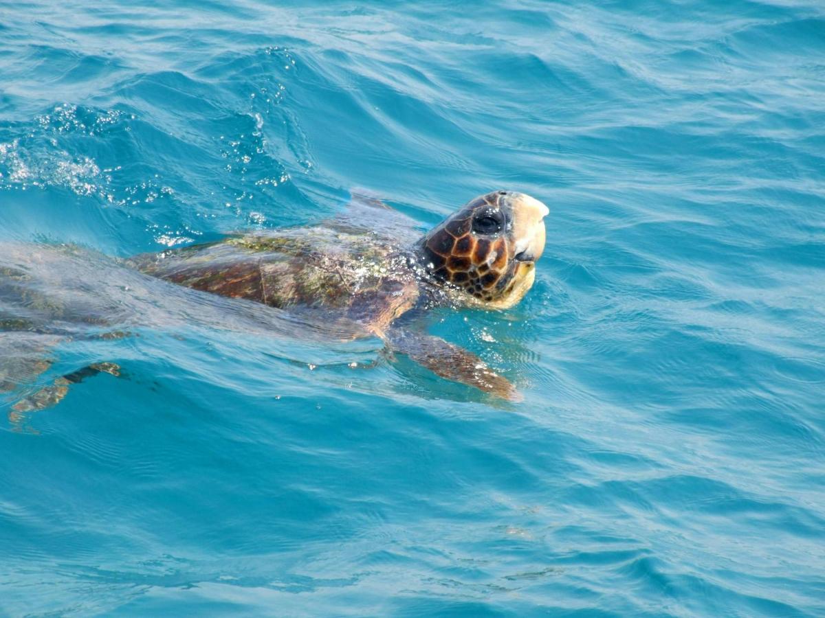 penyu laut berenang di dalam air