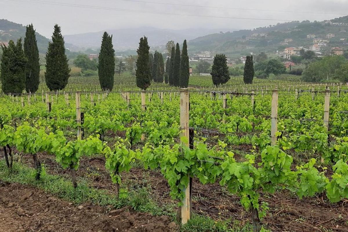 un viñedo con hileras de vides verdes