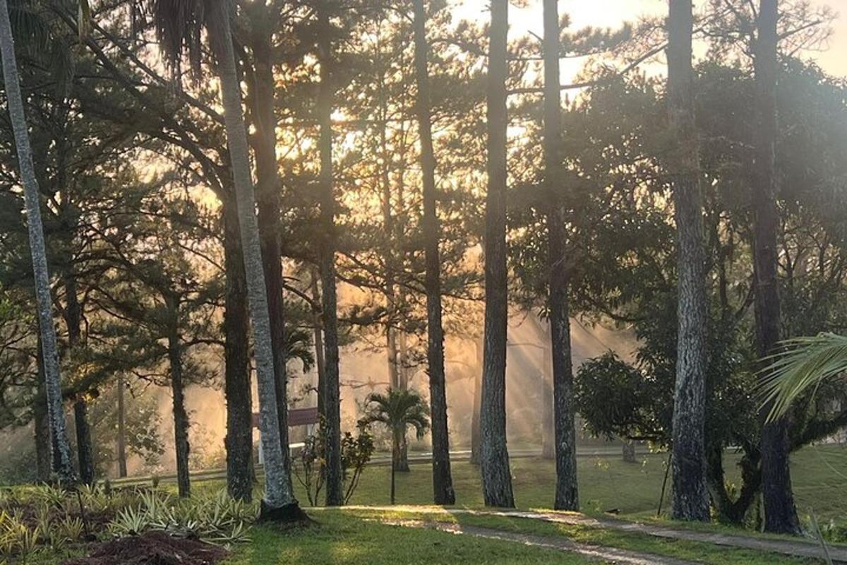 un gruppo di alberi in un parco con il sole che tramonta