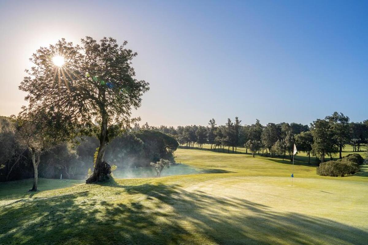 a tree sitting on top of a golf course