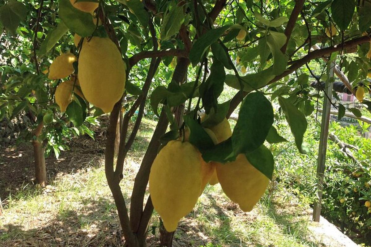 uma árvore com frutos amarelos pendurados em um galho