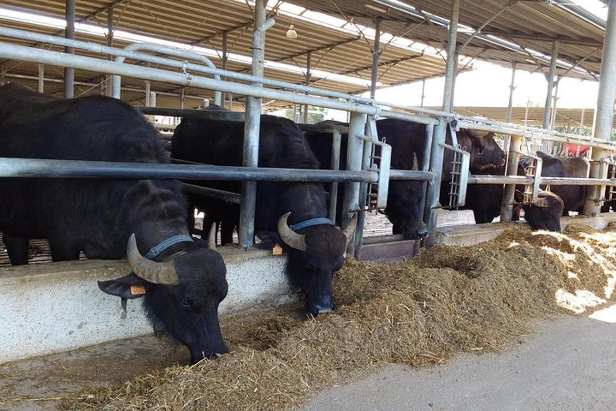 Un grupo de vacas comiendo heno en un granero