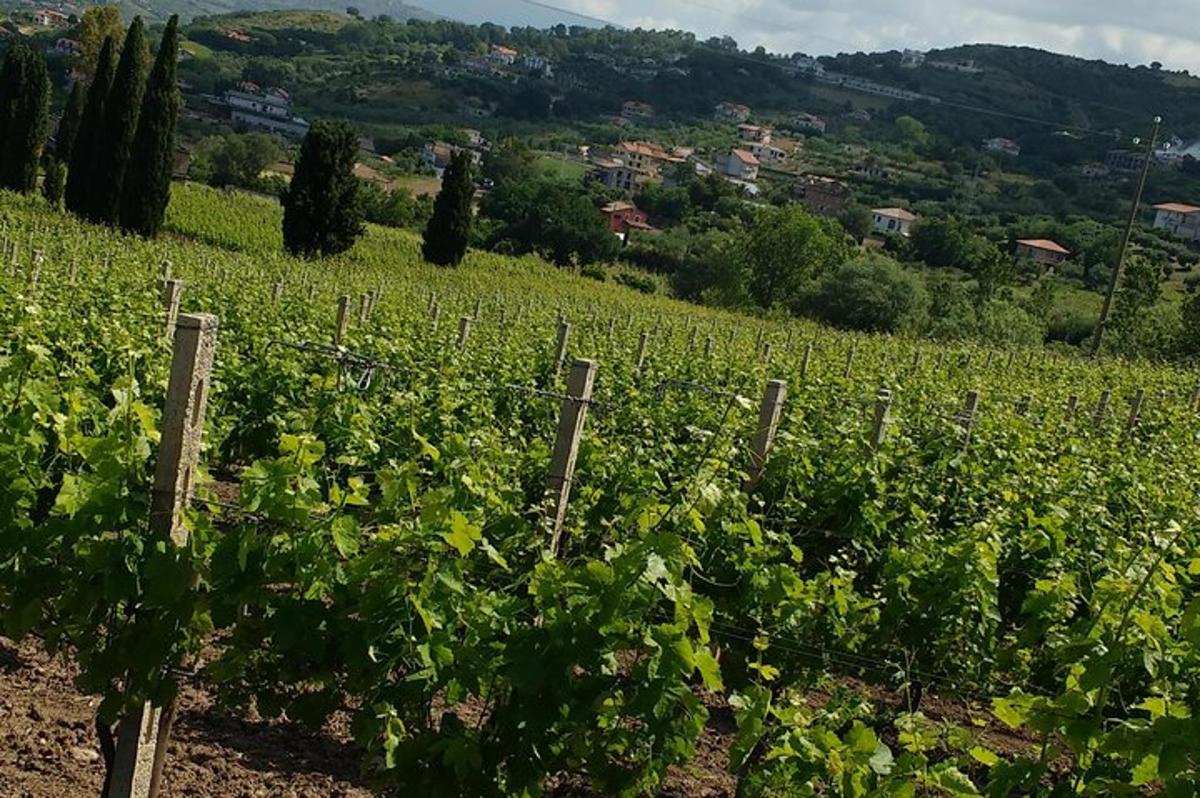 un vigneto con un grappolo di viti verdi