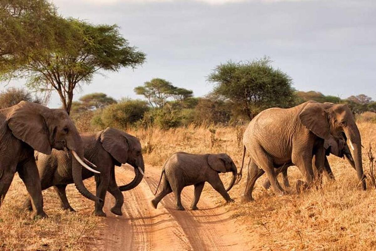 a herd of elephants crossing a dirt road