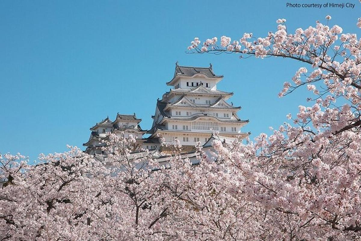 un castell japonès amb arbres akuraakura al davant