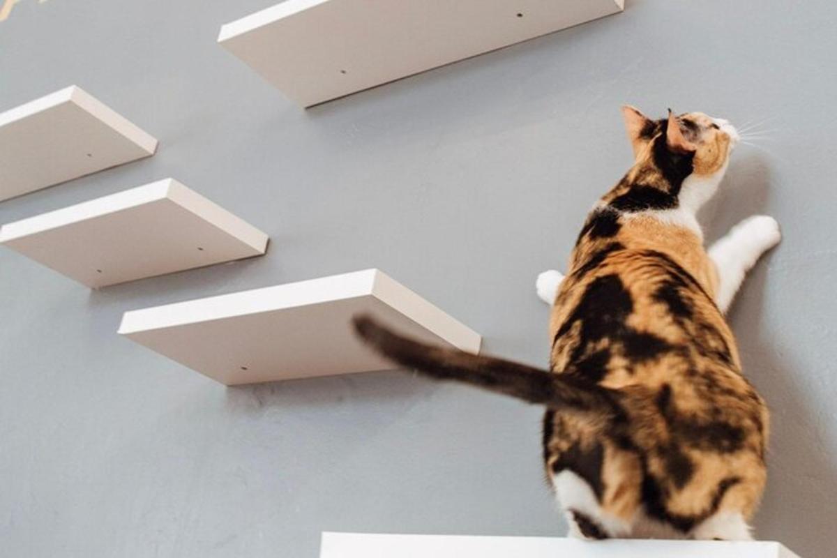 a cat is sitting on top of a wall