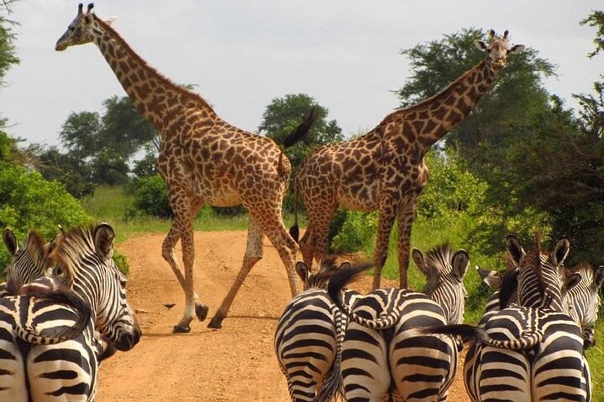 due giraffe e una mandria di zebre attraversano una strada sterrata