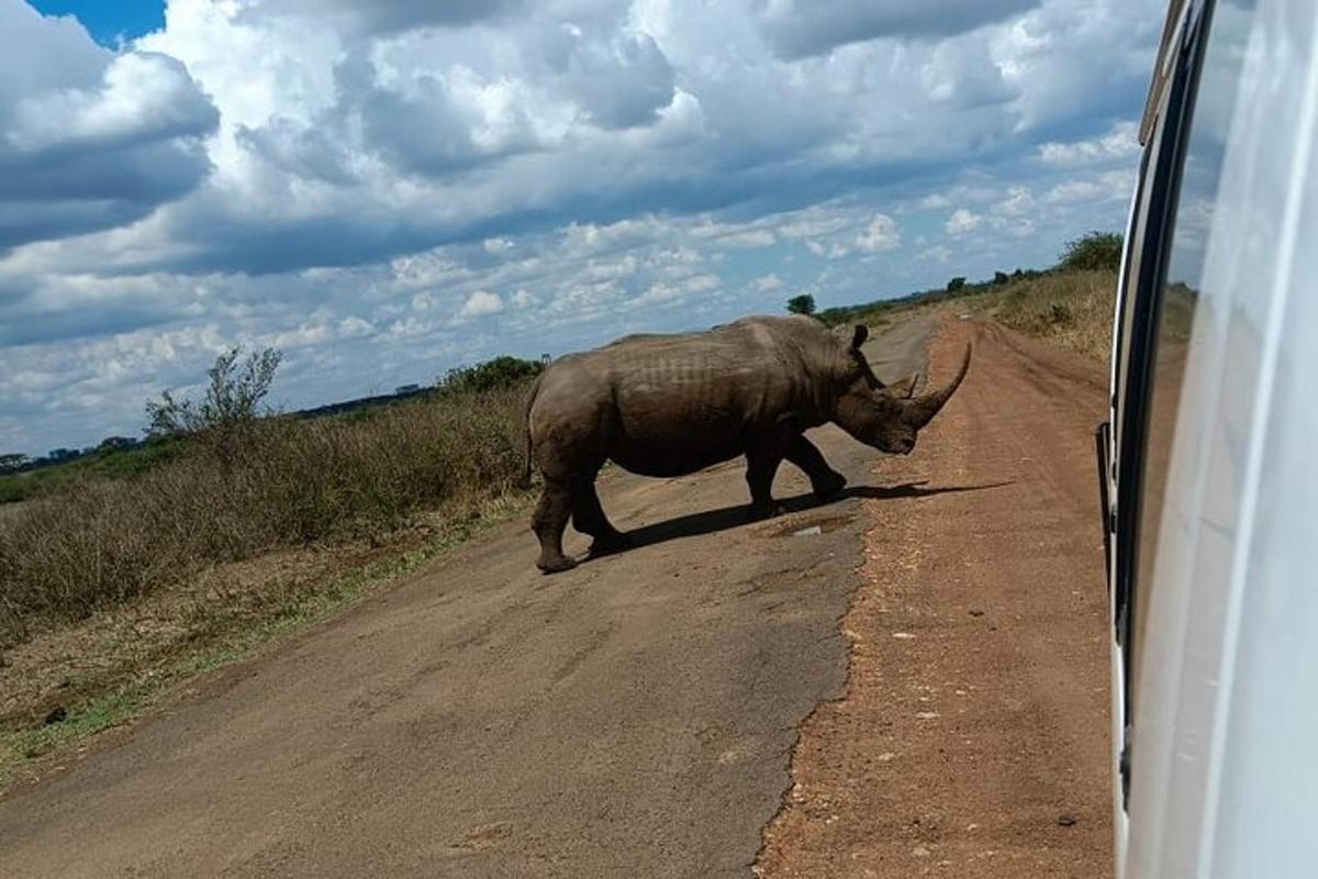 um rinoceronte atravessando uma estrada de terra ao lado de um carro