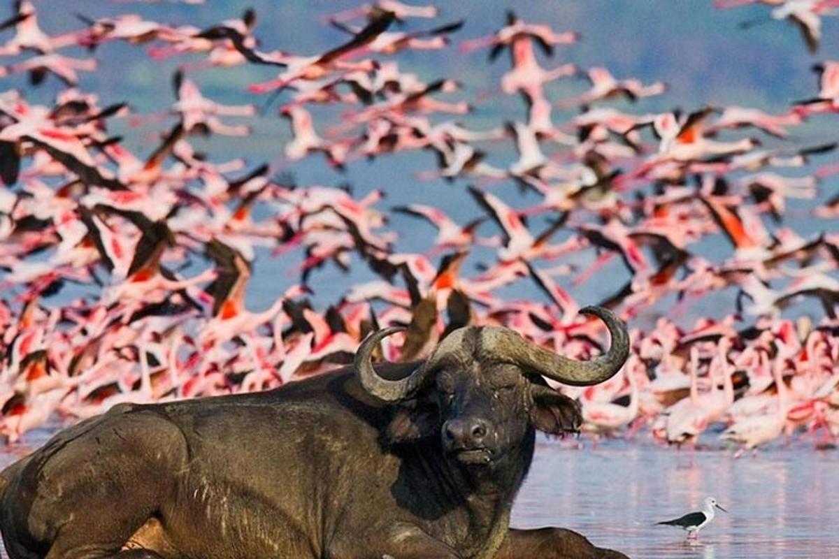 en flokk med rosa flamingoer som flyr i vannet