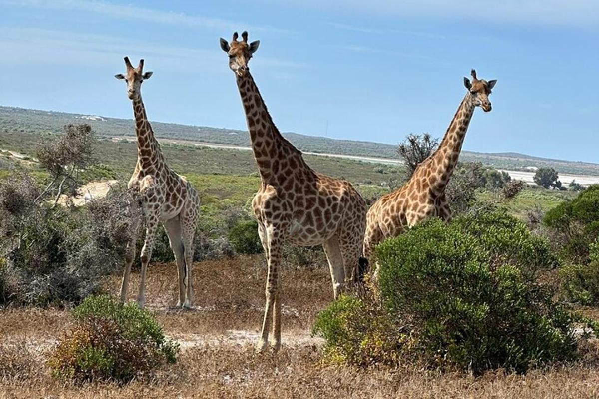 un grup de girafes dempeus en un camp