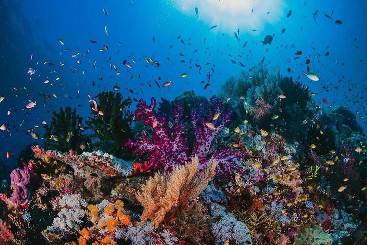 terumbu karang berwarna-warni dengan latar belakang ikan